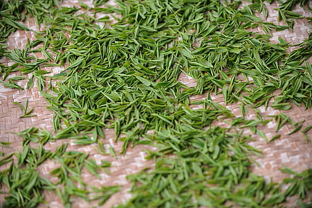 green leaf plant thumbnail
