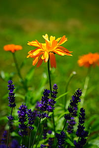 selective focused photo of a orange petaled flower thumbnail