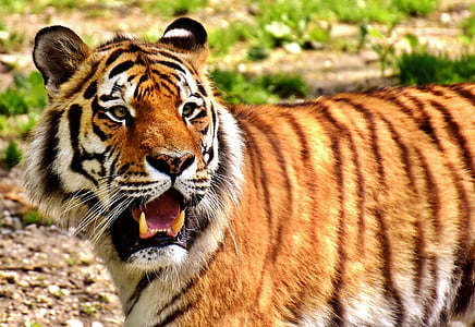 close up photo of tiger thumbnail