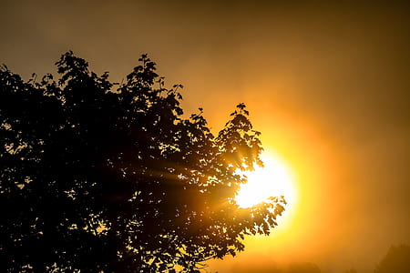 silhouette of trees thumbnail