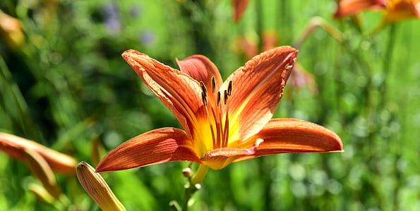 orange petaled flower thumbnail