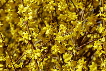 yellow flowers thumbnail