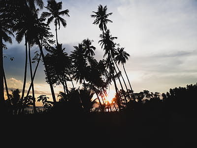 Silhouettes of Palm Trees During Sunset thumbnail