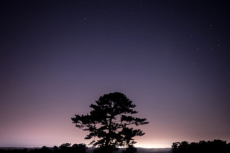 Tree under the purple night sky thumbnail