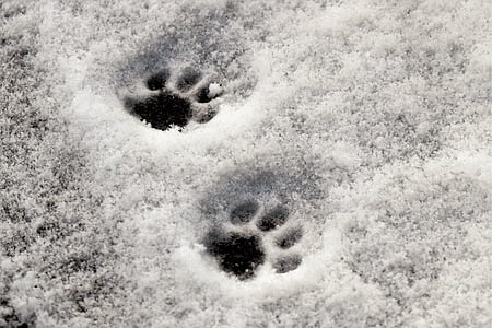 two paw prints on snowy floor thumbnail