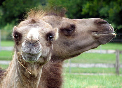two brown camels thumbnail