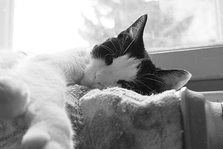 greyscale photography of bicolor cat lying near the window thumbnail