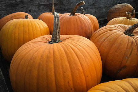 orange pumpkins thumbnail
