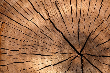 wood, pattern, texture, tree thumbnail