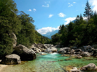 river surrounded by forest thumbnail