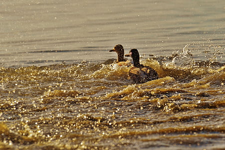 two brown ducks on body of water thumbnail
