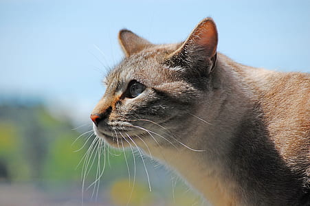 macro shot of brown and white cat thumbnail