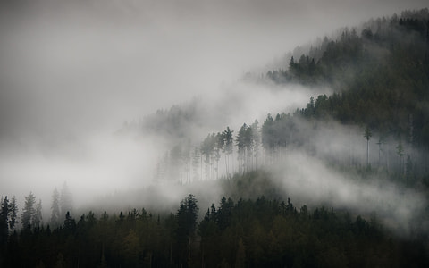 forest covered in fog thumbnail