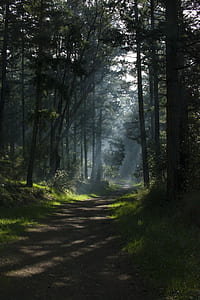 pathway in between forest trees thumbnail