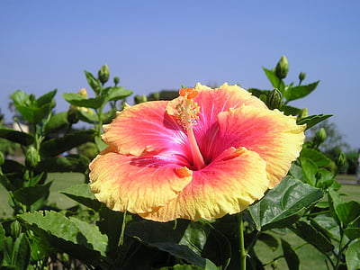 yellow and red Hibiscus flower thumbnail