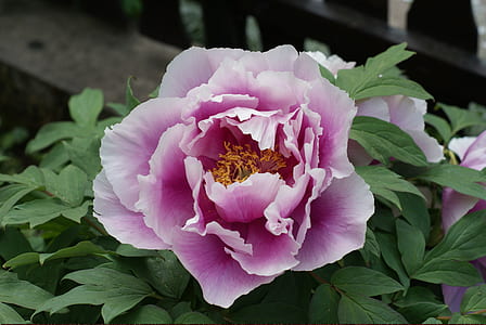 close-up photo of pink peony flower thumbnail