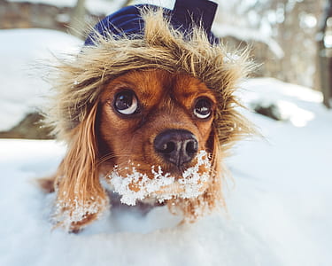 close-up photography of brown spaniel on snow during daytime thumbnail