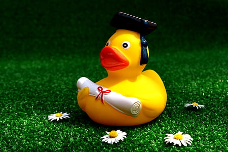 yellow duckling holding diploma decor thumbnail