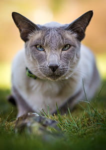 eyes, cats, cat, feline thumbnail