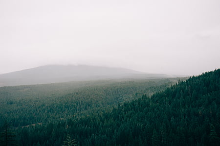 green trees under gray clouds during daytime thumbnail