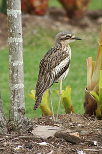 Brush Stone Curlew, Australian Birds thumbnail