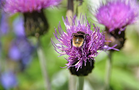 shallow focus photography of purple flowers during daytime thumbnail