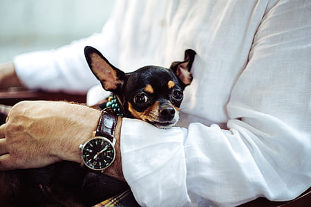 adult black Chihuahua on man's lap thumbnail