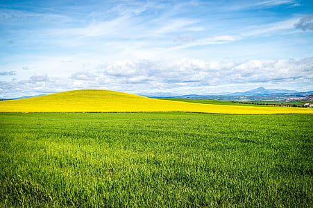 green grass field thumbnail