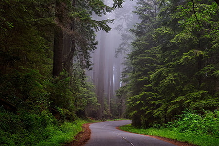 gray paved road surrounded by green leaf trees thumbnail