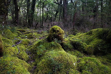 green forest thumbnail