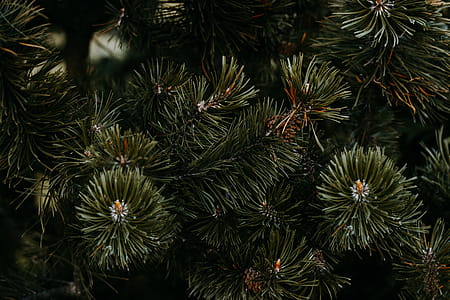 Closeup Photo of Pine Tree thumbnail