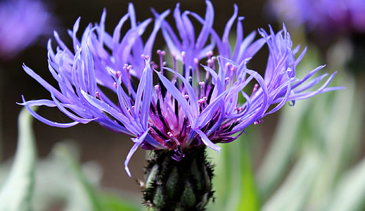 close-up photography of purple flower thumbnail