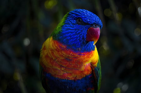 close-up photography of blue and red parrot thumbnail