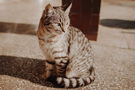 brown tabby cat sitting in shallow focus photography thumbnail