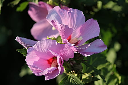 two pink hibiscus thumbnail