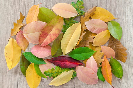 brown dried leaves thumbnail