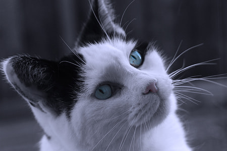 close-up of white and gray cat thumbnail