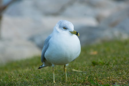 White Bird on Green Grass thumbnail
