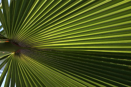 close-up photo of green fan palm leaf thumbnail