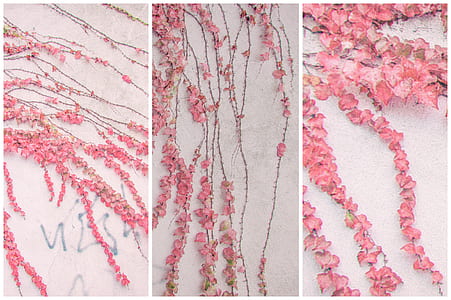 collage photo of pink petaled flowers on white surface thumbnail