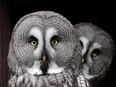 two gray owls closeup photography thumbnail
