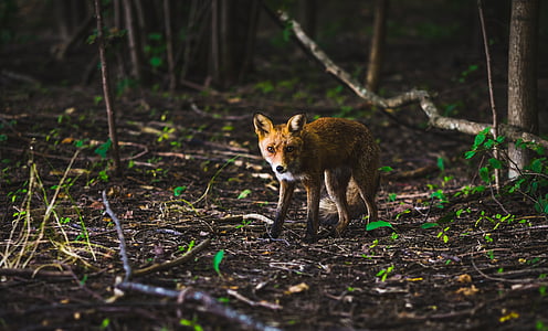 red fox on forest thumbnail