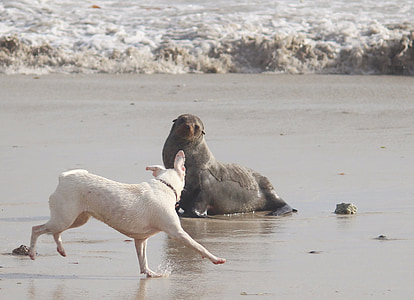 medium short-coated white dog thumbnail