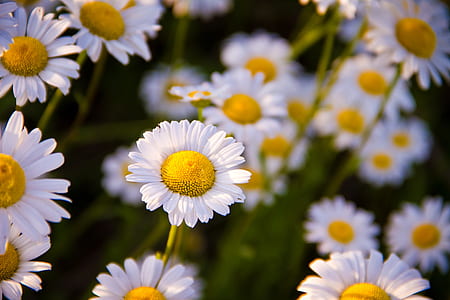 white daisy field at daytime thumbnail