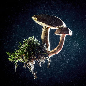 white mushrooms and green moss with white powder thumbnail