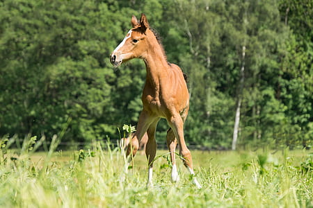 brown pony during daytime thumbnail