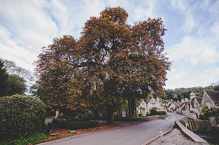 orange tree near road thumbnail