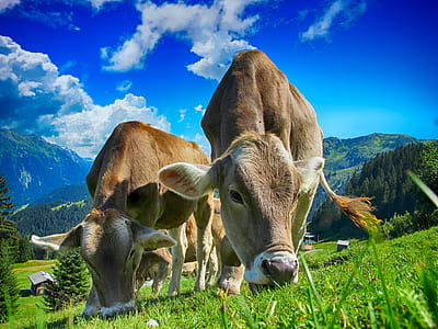 low angle photography of two brown cows under blue sky and white clouds thumbnail