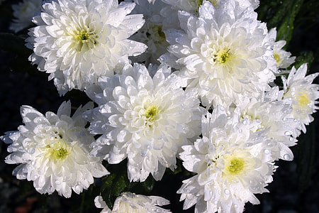 macro photography of white-and-yellow petaled flowers thumbnail