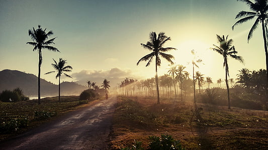 silhouette of coconut trees thumbnail